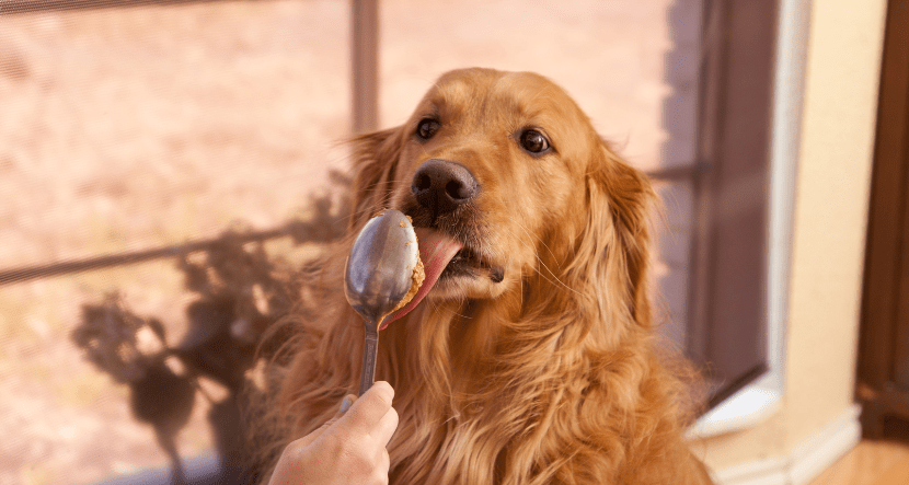 Can Dogs and Cats Eat Peanut Butter? What You Need to Know